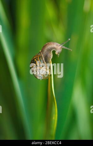 One macro curled snail high up on a leaf amongst green leaves climbing and reaching to the top Stock Photo