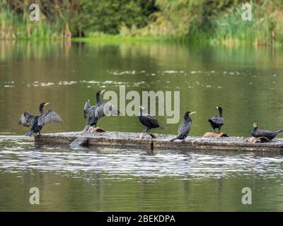 Cormorant sunbathing on manmade nesting platform. Stock Photo