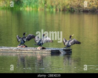 Cormorant sunbathing on manmade nesting platform. Stock Photo