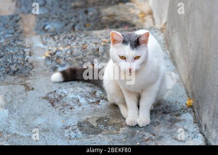 White cat sitting on the narrow street Stock Photo