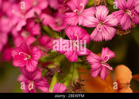 Sweet William,Dianthus barbatus Stock Photo