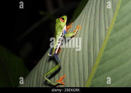Night photography of a Red-eyed tree frog or leaf frog, or Gaudy Leaf Frog (Agalychnis callidryas)  posing on a stem of a tropical plant. Costa Rica.