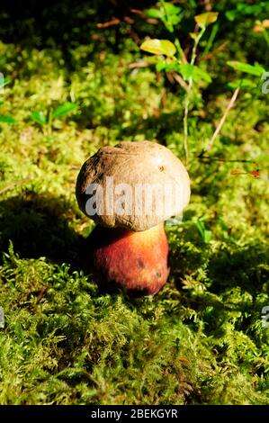The brown little mushroom in green moss Stock Photo