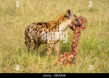 Spotted hyena holds bloody carcase in grass Stock Photo