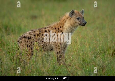 Spotted hyena stands in grass facing forward Stock Photo