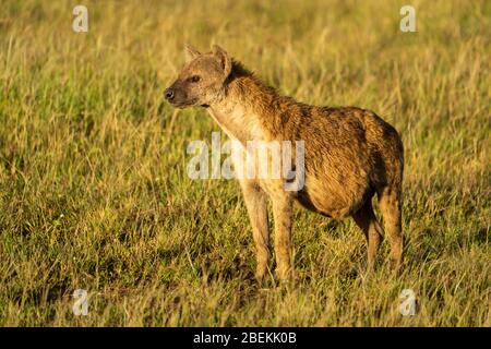 Spotted hyena standing in grass with catchlight Stock Photo