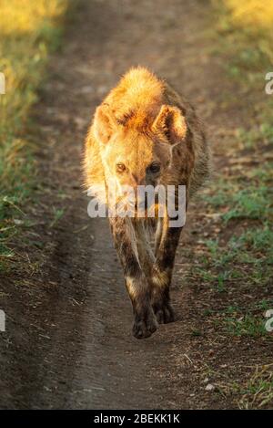 Spotted hyena walks towards camera on track Stock Photo