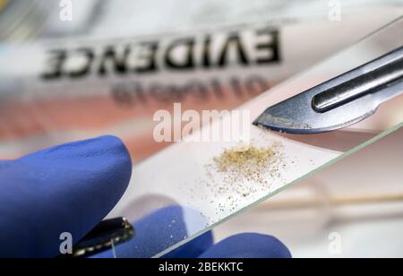 Police expert examines sand from the scene of a crime in support for microscope Stock Photo