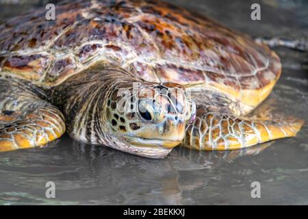 Horizontal close up of a green sea turtle on the beach in Bali, Indonesia. Stock Photo