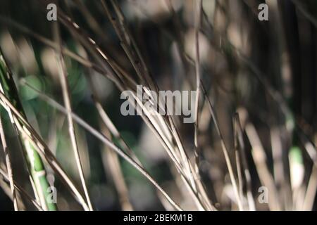 Blurred background of grey brown bamboo stalks in winter Stock Photo