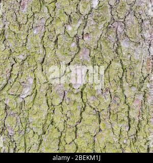 Moss on spruce tree bark texture. Stock Photo