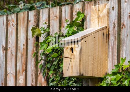 Home made wooden bird box on a wooden slatted fence with climbing ivy. Stock Photo
