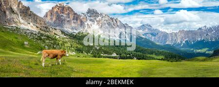 Brown mountain cows grazing on an alpine pasture in the Bernese Alps in ...