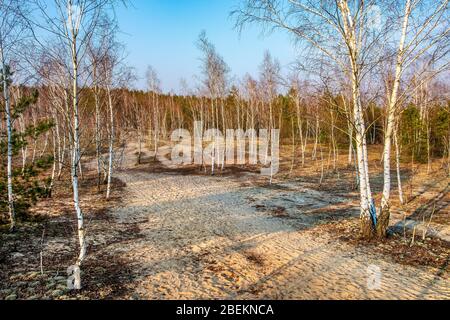 Early spring birch forest on sandy dunes of natural landscape protected area of Mazovian Landscape Park in Mazovia region in central Poland Stock Photo