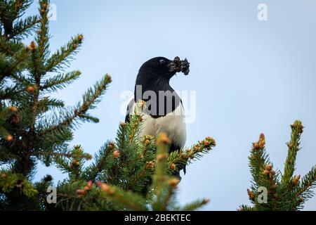 An Eurasian Magpie (Pica pica) sitting in a spruce, nesting material in beak Stock Photo