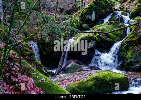 Peoples have a hiking, trekking, in a Black Forest, Germany, trough waterfall and trees Stock Photo