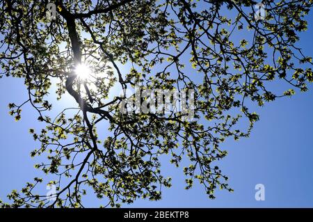 emerging spring oak tree leaves, norfolk, england Stock Photo
