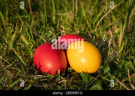 Three easter eggs (red, yellow) lying in the meadow, sunny evening in spring Stock Photo