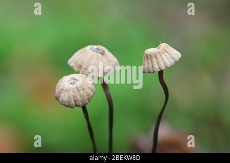 Marasmius wettsteinii, parachute mushrooms from Finland Stock Photo