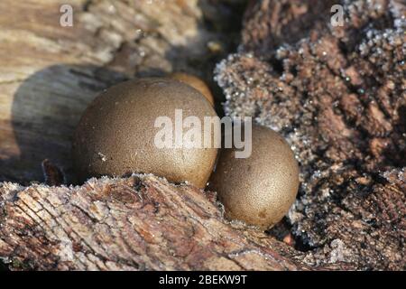 Lycogala flavofuscum, a wolf's milk slime mold from Finland Stock Photo