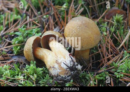 Suillus variegatus, known as the velvet bolete or variegated bolete, wild mushroom from Finland Stock Photo