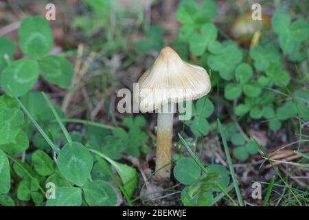 Inocybe rimosa, known as torn fibercap or split fibercap, wild mushrooms from Finland Stock Photo