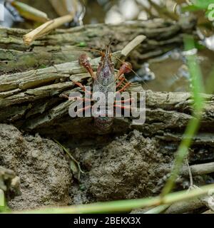 Louisiana crayfish or red swamp crawfish Stock Photo