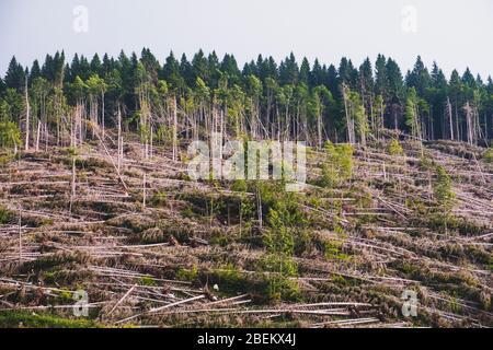 Fallen trees after the passage of storm Vaia (2018) in north-eastern Italy. Stock Photo