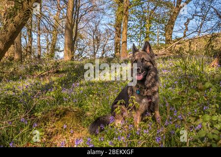 A German Shepherd Dog with the Common Bluebells (hyacinthoides non-scripta) in Great Wood on a Sunny Day, Selworthy, Exmoor, Somerset, UK