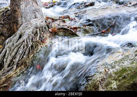 Water from Little Niagra Falls in Sulphur Oklahoma rushes past a tree trunk with roots reaching into the water. Stock Photo