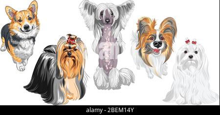 Set of dogs. Maltese, Hairless Chinese crested dog, Pembroke Welsh corgi, Yorkshire terrier with exhibition haircutcute, Papillon with long ears Stock Vector