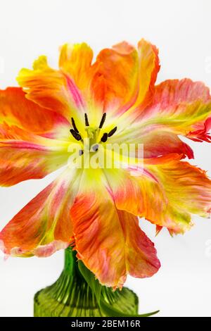 A large multi-coloured Apricot Parrot tulip flowering in a green glass vase with its central flower parts, pistil, stigma, anthers, stamens and pollen Stock Photo
