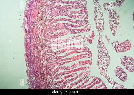 Earthworm histology cross section 10th segment 100x Stock Photo