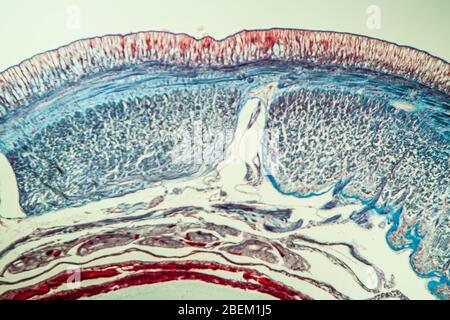 Earthworm histology cross section 10th segment 100x Stock Photo