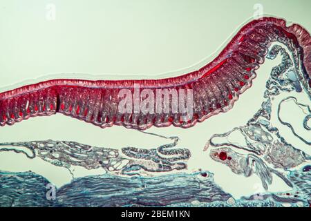 Earthworm histology cross section 10th segment 100x Stock Photo