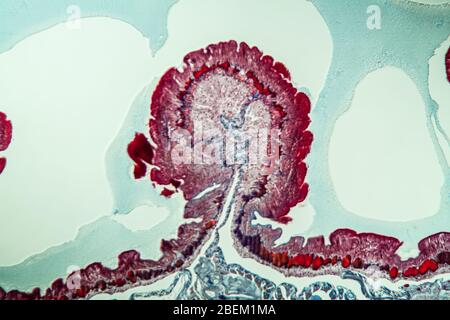 Earthworm histology cross section 10th segment 100x Stock Photo