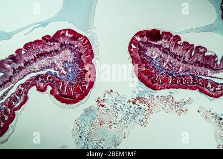 Earthworm histology cross section 10th segment 100x Stock Photo