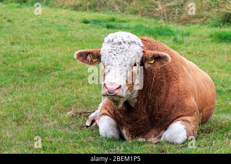 Hereford Bull lying down in a Scottish meadow Stock Photo