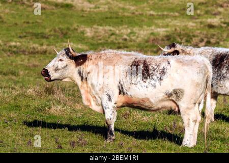 Sunlit rare breed Longhorn brown and white cow standing in an English meadow Stock Photo