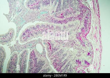 Slow worm histology bowel transverse 100x Stock Photo