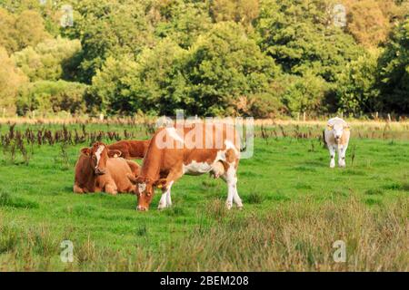 Ayrshire Cattle grazing in a Scottish meadow Stock Photo