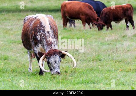 Close up on the head of a rare breed Longhorn Cow grazing Stock Photo