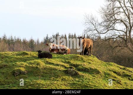 Group of mixed breed cattle gathered on a  rocky mound on a sunny winter's day Stock Photo