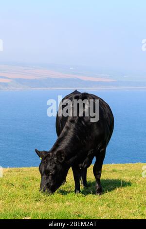 Angus Cow grazing on farmland at the Mull of Galloway Scotland with Luce Bay in the background Stock Photo