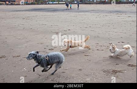 Portobello, Edinburgh, Scotland, UK. 14th April 2020. A hazy cloudy scene at the very quiet seaside due to the Coronavirus Lockdown, with mostly dog walkers.Pictured Devo the dog attempting to keep physical social distance while being chased by two playmates while he waits on the beach for his owner who is taking a dip in the Firth of Forth. Credit: Arch White/Alamy Live News. Stock Photo