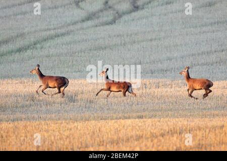 Three red deer (Cervus elaphus) hinds / females fleeing over stubble field in summer Stock Photo