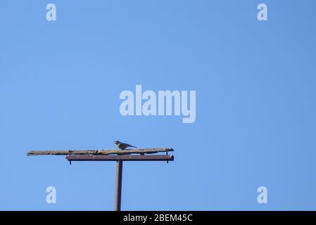 Birdwatching. Black redstart bird, Phoenicurus ochruros on electrical wire construction. Stock Photo