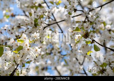 White blossom of a wild cherry tree Prunus avium flowering in April in an English garden Stock Photo