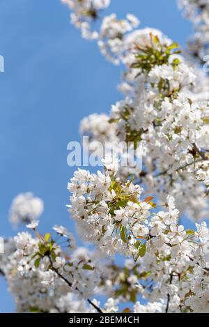 White blossom of a wild cherry tree Prunus avium flowering in April in an English garden Stock Photo