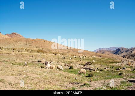 Sheep and goats flock grazing on the slopes of Atlas Mountains in Morocco, Africa Stock Photo